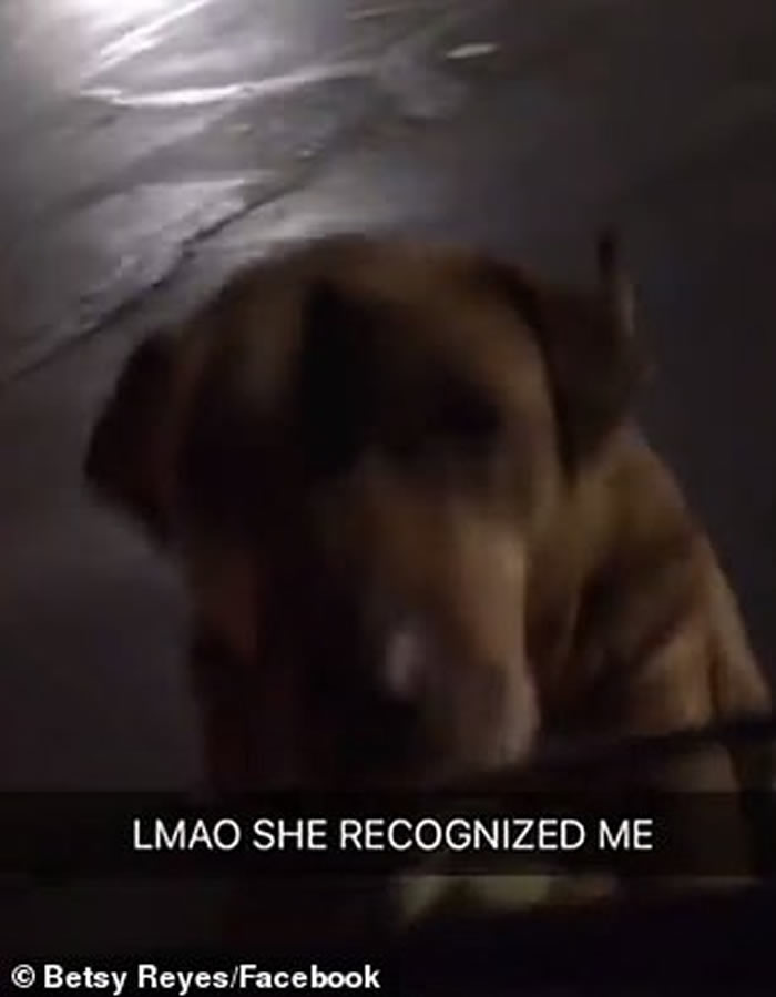 ����������������һֻ�ƻ��Ĺ���װ�����˹�ƭ;���򺺱���ι��