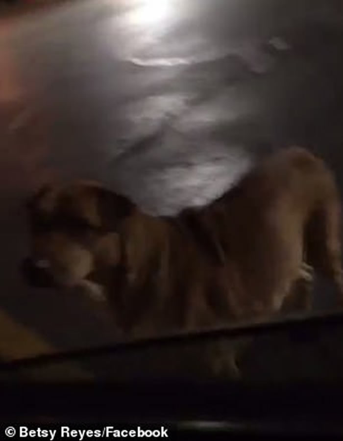 ����������������һֻ�ƻ��Ĺ���װ�����˹�ƭ;���򺺱���ι��