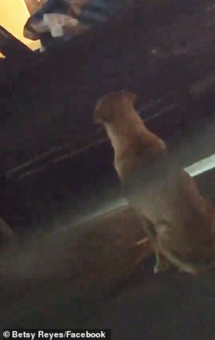 ����������������һֻ�ƻ��Ĺ���װ�����˹�ƭ;���򺺱���ι��