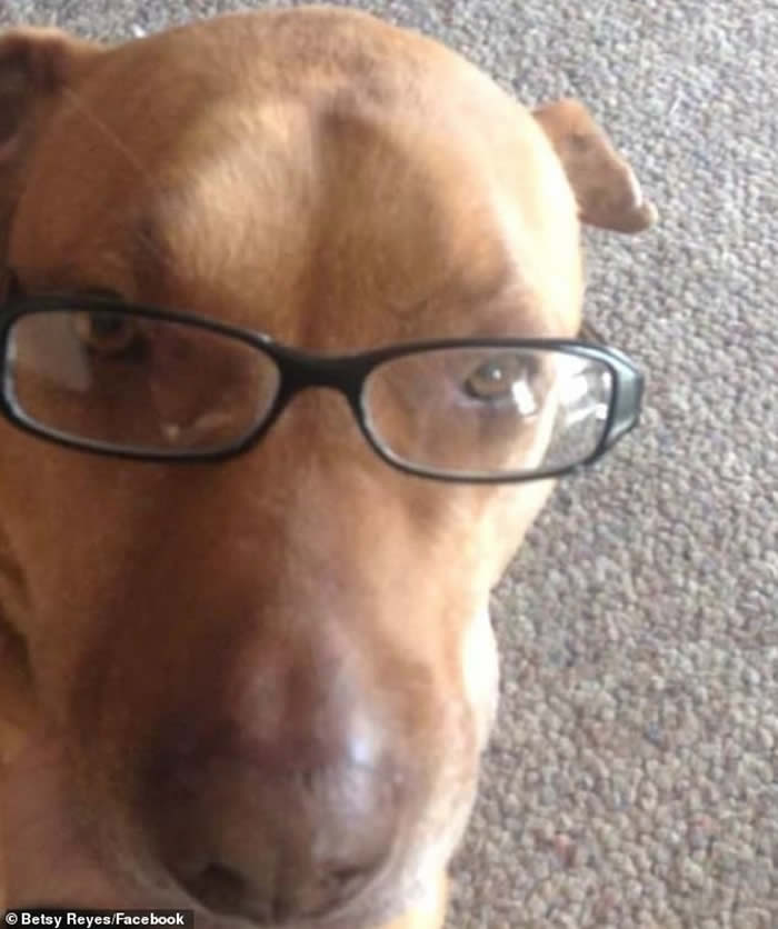 ����������������һֻ�ƻ��Ĺ���װ�����˹�ƭ;���򺺱���ι��