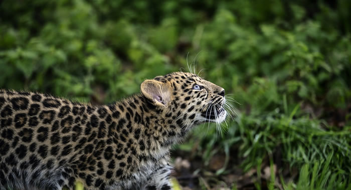 ȻᣨWWF201840ҰȺ60%