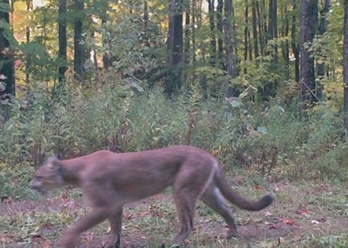 ������Ъ���������ĵ���Σ����ʨ��Ӱ