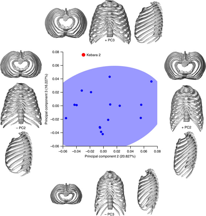 尼安德特人胸部虚拟三维重建:呼吸机制可能与现代人有所不同
