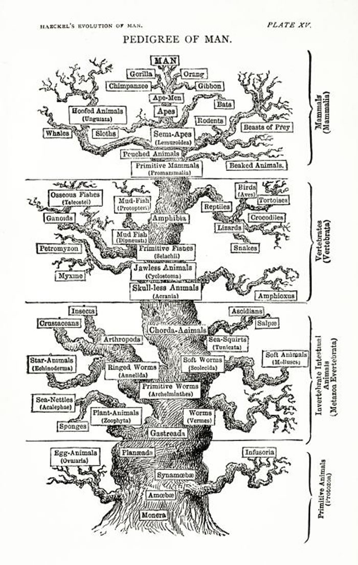 达尔文的追随者,德国演化生物学家恩斯特.海因里希.飞利浦.奥古斯特.海克尔(Ernst Heinrich Philipp August Haeckel)的著作《