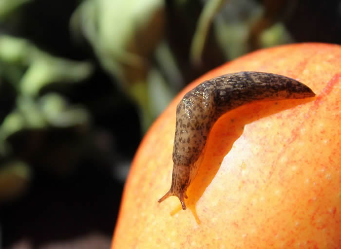 澳大利亚19岁男子打赌吃下鼻涕虫后感染广州管圆线虫病 8年后去世