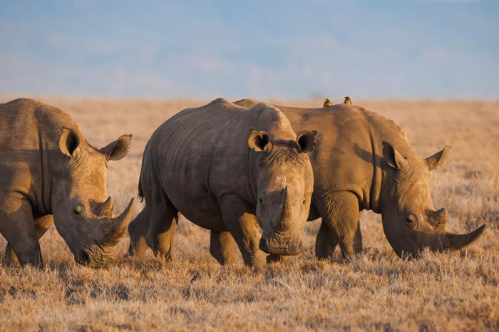 רұʾͳҽϬţ뻢ҩΣЩΣ PHOTOGRAPH BY FRANS LANTING, NAT GEO IMAGE COLLE