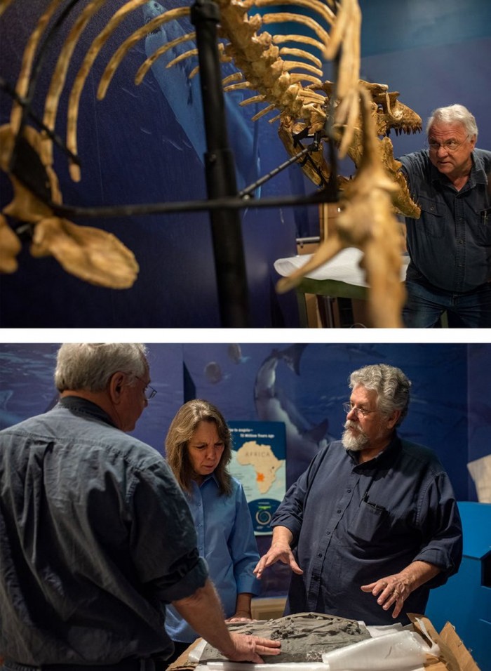 史密森尼学会将展示数千万年前的海洋霸主——沧龙化石