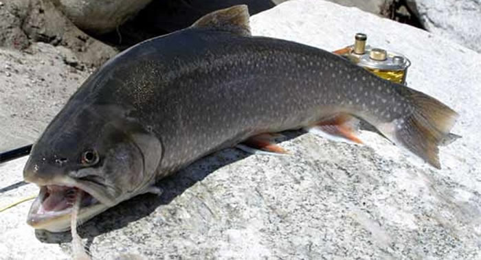 ǱĺƼ¼潡OMEGA-3֬