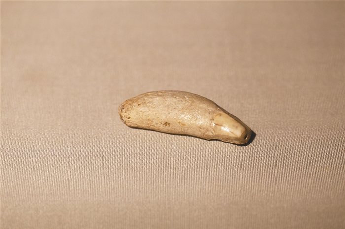 ��èȮ�ݻ�ʯ�������� ��