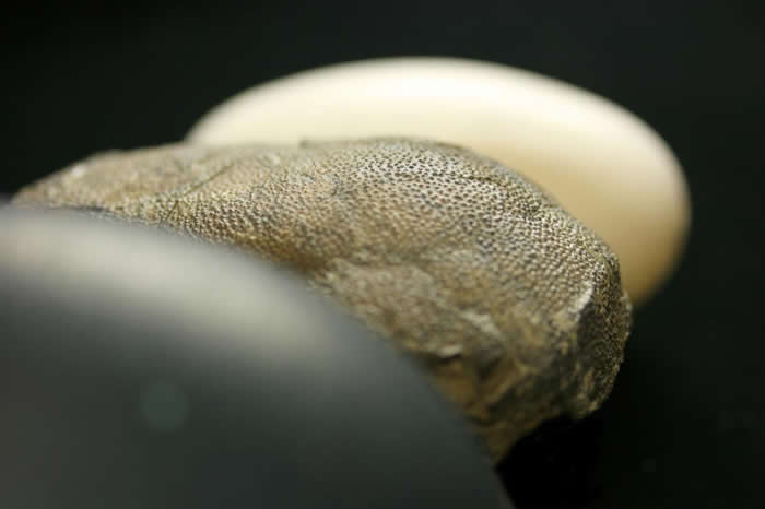 现生短吻鳄(后排)的蛋没有颜色,有些兽脚类恐龙的蛋则不大一样,它们有颜色和斑点。这些蛋还未变成化石以前可能是深蓝色的,就像前排的鸸鹋蛋一样。 PHOTOGRAP