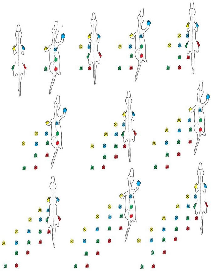 迄今为止最古老:美国科罗拉多大峡谷国家公园发现3.1亿年前爬行动物留下脚印化石