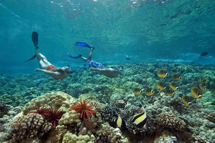在夏威夷自由潜水的两名泳客遇到许多镰鱼和蝶鱼。 PHOTOGRAPH BY DAVID FLEETHAM, VWPICS/REDUX