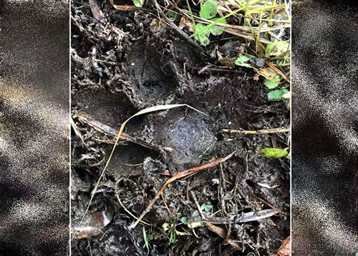 �����������������ҹ�԰�ڷ����ж�������ӡ��