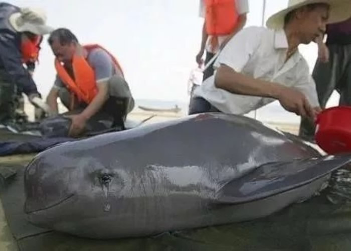 去年安庆宿松县发现受伤的江豚。