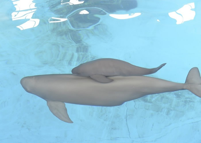 江豚属极危物种。