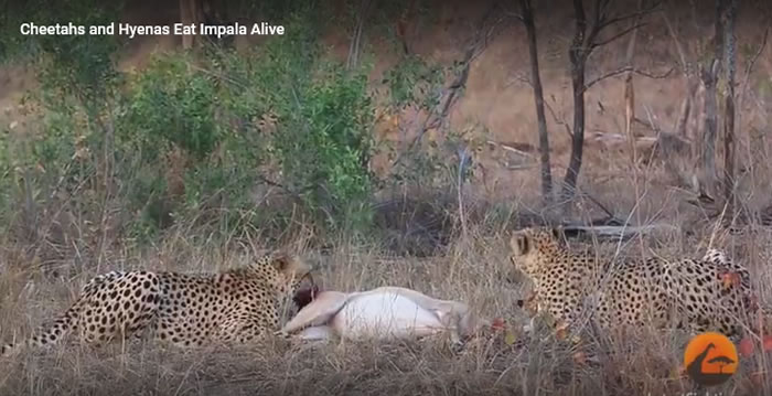 南非克鲁格国家公园猎豹活吞羚羊 之后被鬣狗抢走猎物