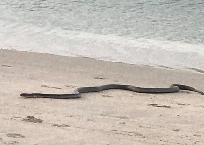 ̩����÷�������۾����߰������� �����ɺ�Ӿ�Ż�����ĸŮ