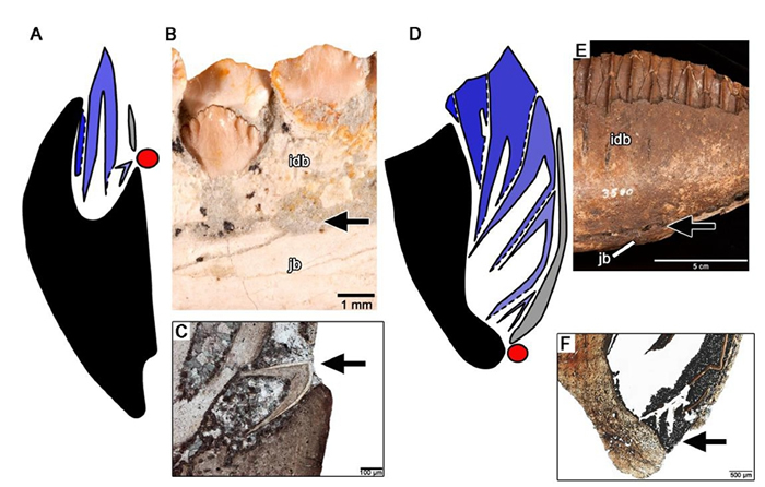 “长春龙”研究取得重要成果:发现恐龙牙釉质波纹构造的最早记录