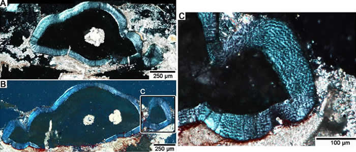 “长春龙”研究取得重要成果:发现恐龙牙釉质波纹构造的最早记录
