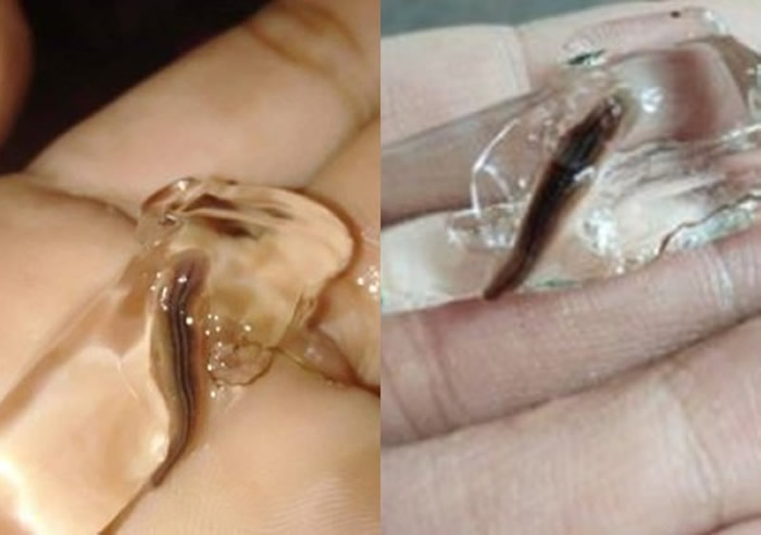 泰国网友差点一口吞下水蛭冰块 解冻后还会蠕动