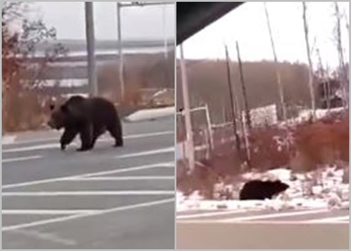 一只棕熊日前在路上“大摇大摆”踱步(左图),随后走入丛林消失人前(右图)。