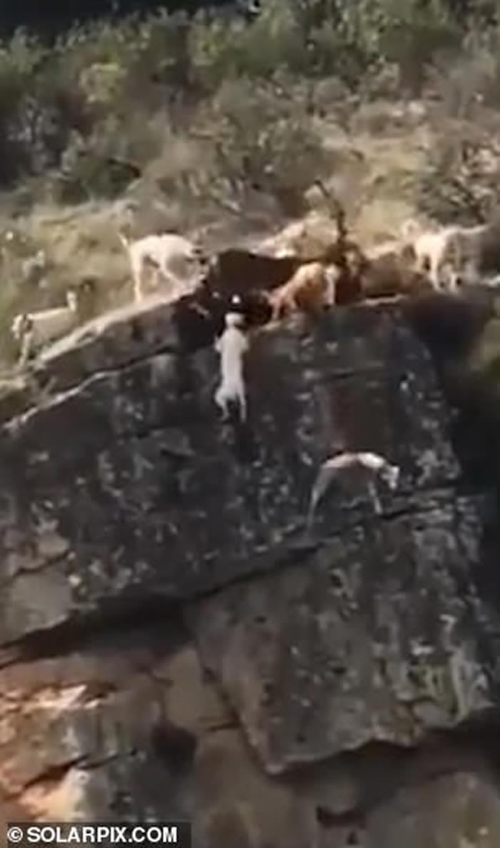 西班牙村庄狩猎中冷血猎人漠视 10几只猎犬和1头野鹿悬崖边打斗全部摔落山谷
