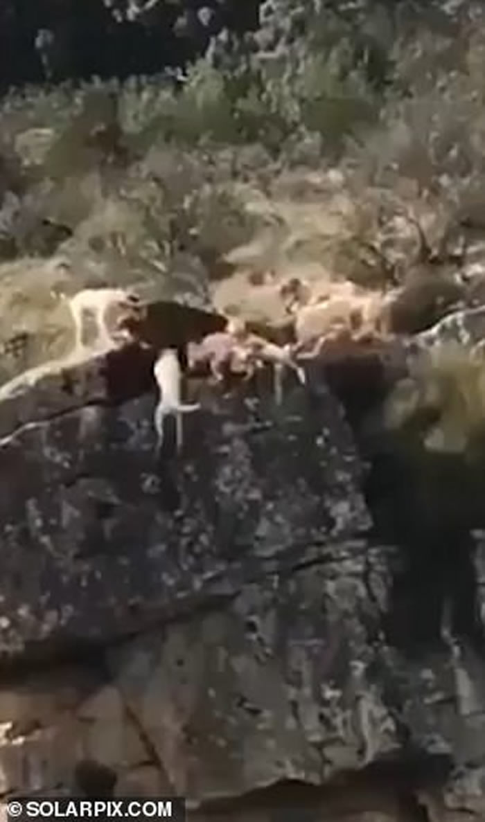 西班牙村庄狩猎中冷血猎人漠视 10几只猎犬和1头野鹿悬崖边打斗全部摔落山谷