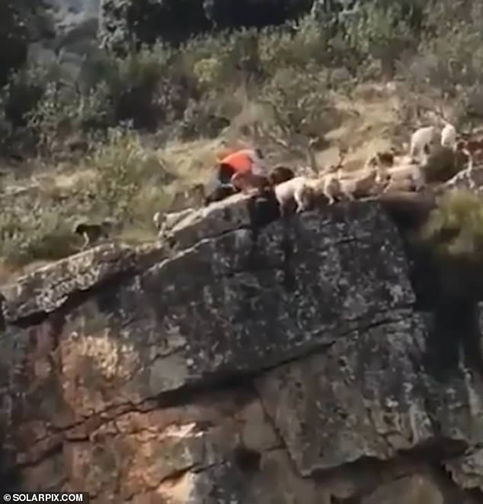 西班牙村庄狩猎中冷血猎人漠视 10几只猎犬和1头野鹿悬崖边打斗全部摔落山谷