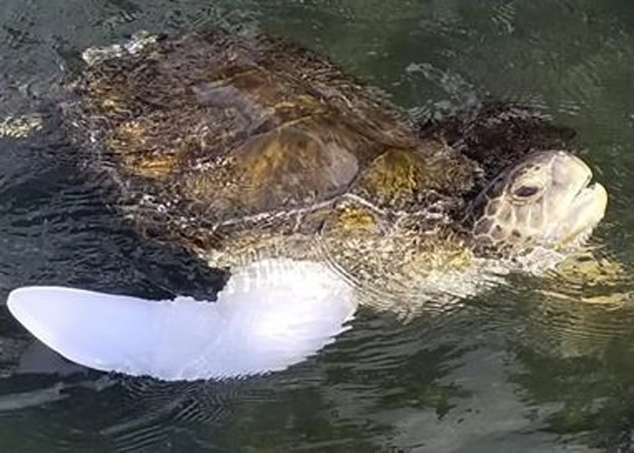 洛奇戴上义肢,已可正常自由畅泳。