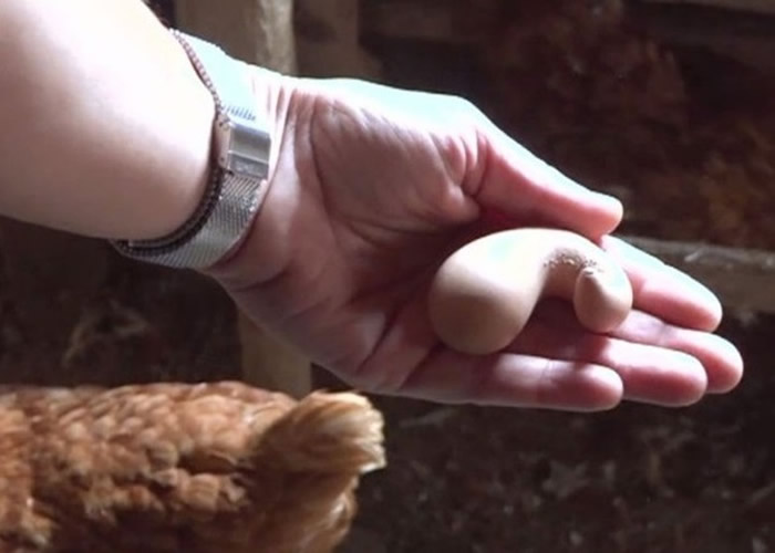 贝屈洛发现“粪形”鸡蛋,令她大吃一惊。