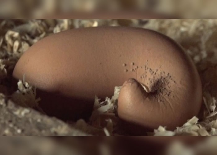 鸡蛋狭长,尾部扭曲而且有许多小颗粒。