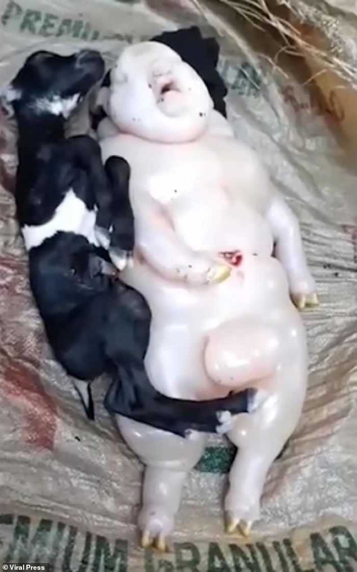 菲律宾农民发现他的山羊产下“半人半猪”奇特生物