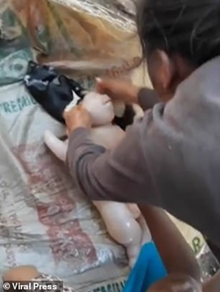 菲律宾农民发现他的山羊产下“半人半猪”奇特生物