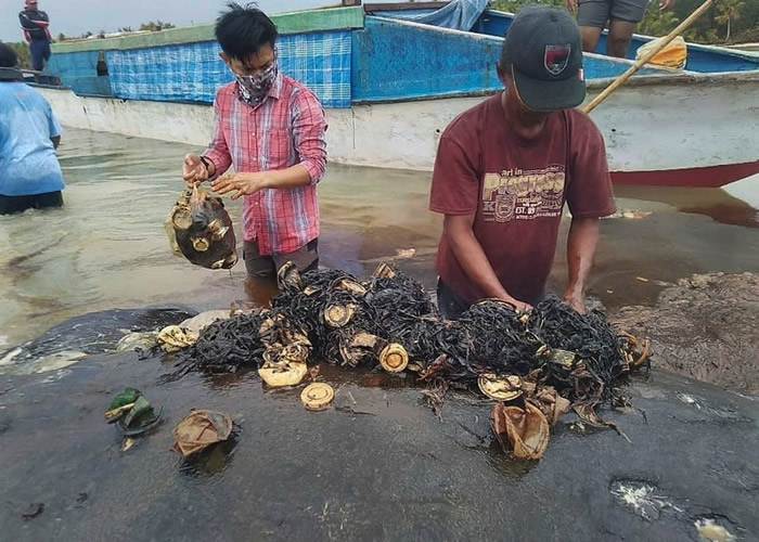 工作人员清理鲸尸内的垃圾。