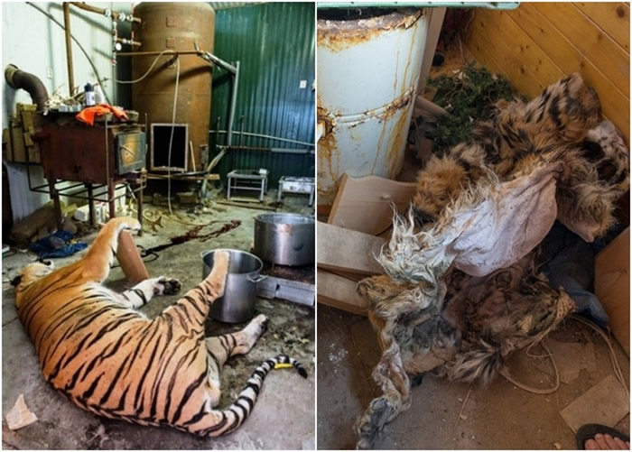 屠虎工场中,腐烂的动物遗骸随地而置。