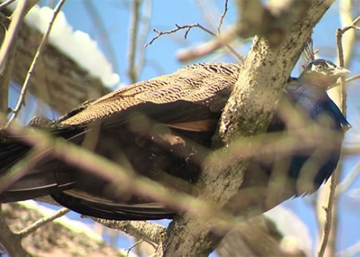 ��ȸ��������һ����������ϡ�