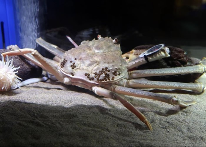 日本鸟取县松叶蟹(雄性楚蟹)天价成交 荣登吉尼斯世界纪录