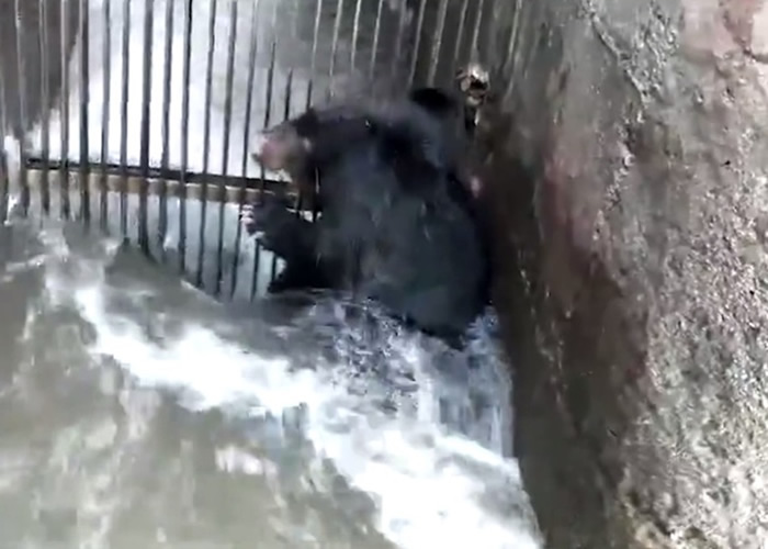 被困在进水口栅栏前的黑熊,身体不停遭湍急水流冲刷。
