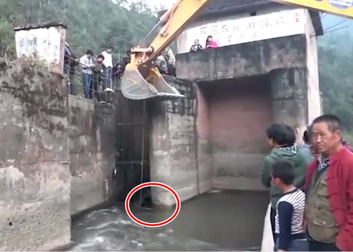 现场人员调来一部挖掘机,准备将被麻醉的黑熊(红圈示)运返地面。