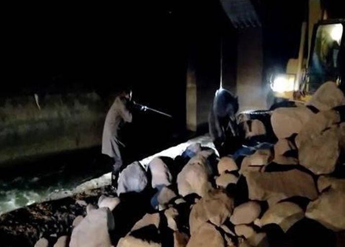 黑熊被吊返地面后,动物园工作人员再向其注射麻醉针。