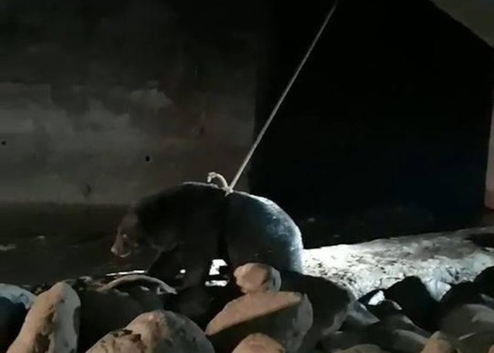 经过大半日后,黑熊终于获救。