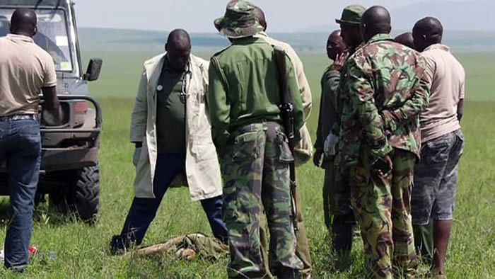 BBC纪录片《Dynasties》工作人员在肯尼亚拯救吃下毒肉块的幼狮 被指干预自然生态