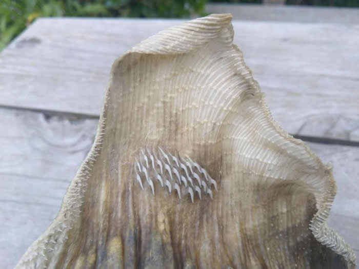 �����������Ǻ�̲���ֳ��Ź������ź� ר�ҳƣ�����������