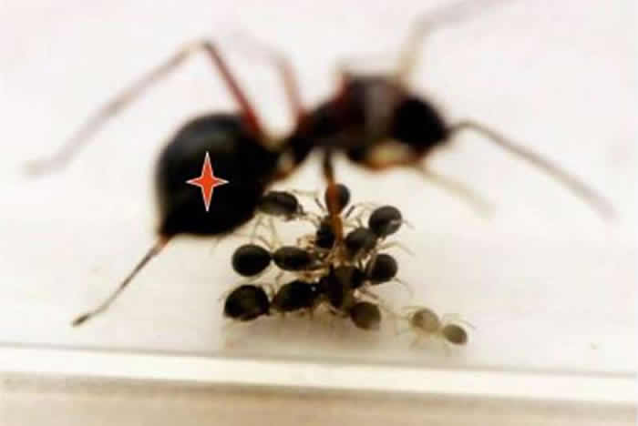 �������������չ������������Լ���ʳ�ĺ��