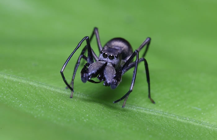 �����루Toxeus magnus��