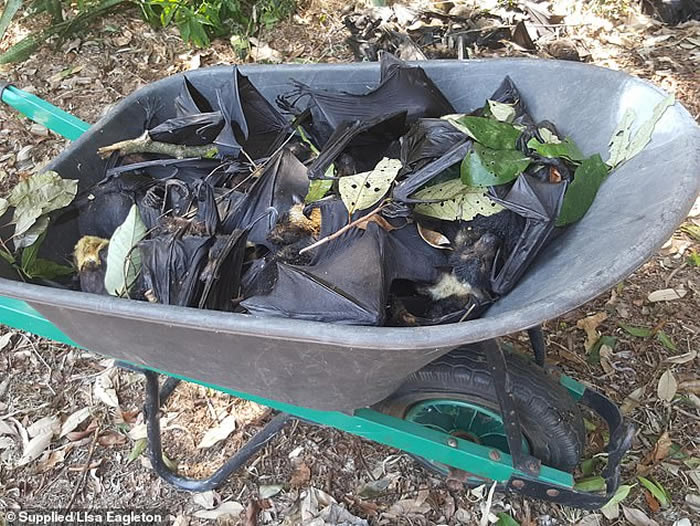 澳洲酷暑:5500只被热死的蝙蝠从天而降