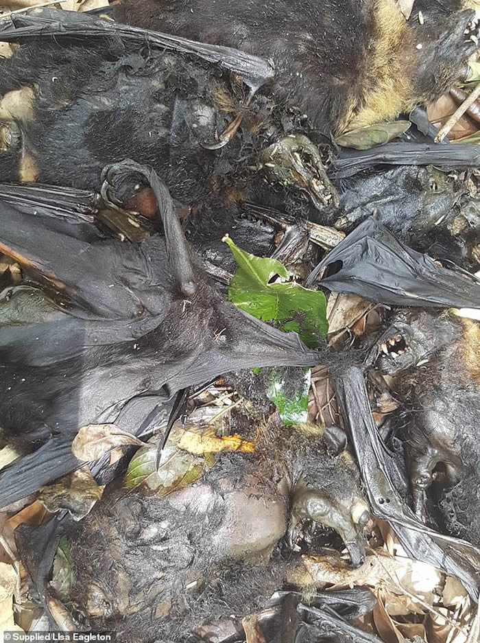 澳洲酷暑:5500只被热死的蝙蝠从天而降