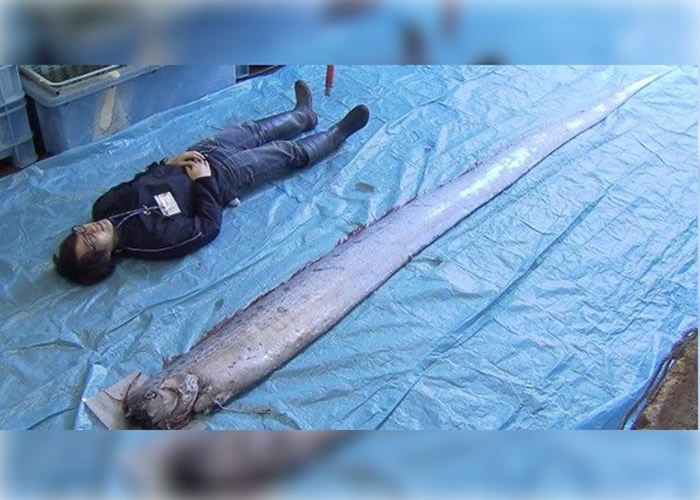 ��ɭ�ذ��߷��ֵĻʴ���ȳ����˻�Ҫ���öࡣ