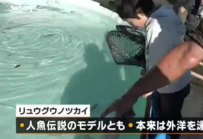 �ι��߶��⺱������������档