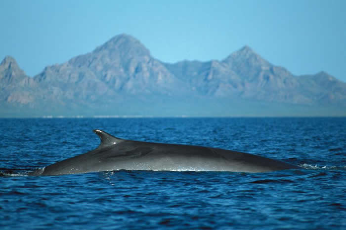 长须鲸的族群在20世纪遭到滥捕,且在濒临灭绝的今天依然遭到捕鲸手锁定。 PHOTOGRAPH BY TUI DE ROY, MINDEN PICTURES/NA